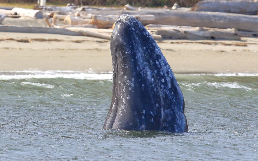 2022 Gray Whale Season Set To Begin