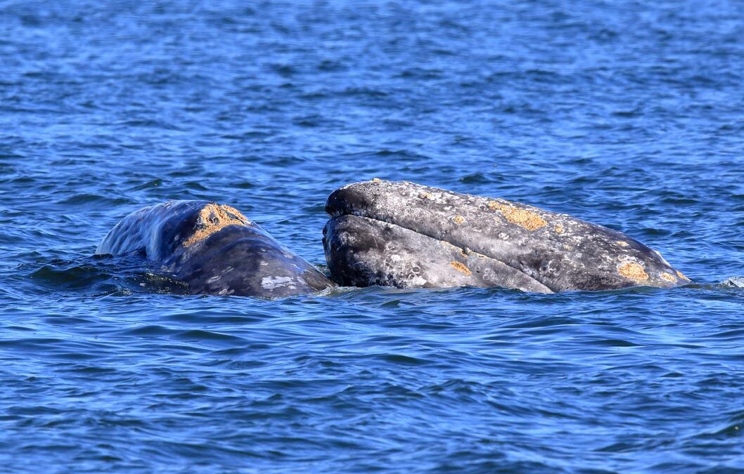 2024 Gray Whale Tours Start February 14