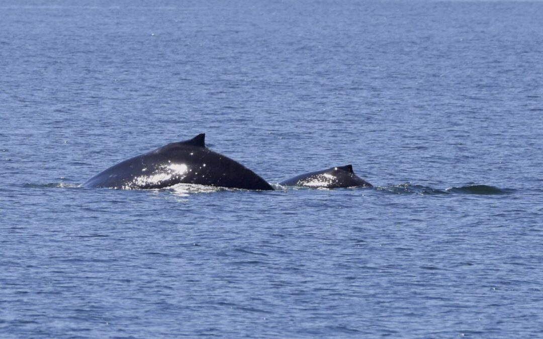 First Humpback Sighting of 2024!