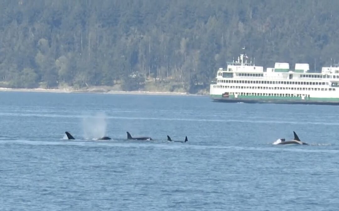 orcas swimming in front of a ferry