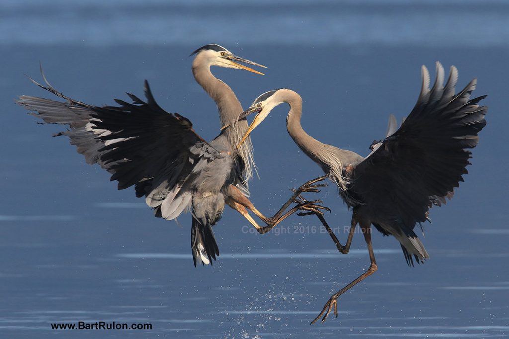 great blue herons fighting by bart rulon