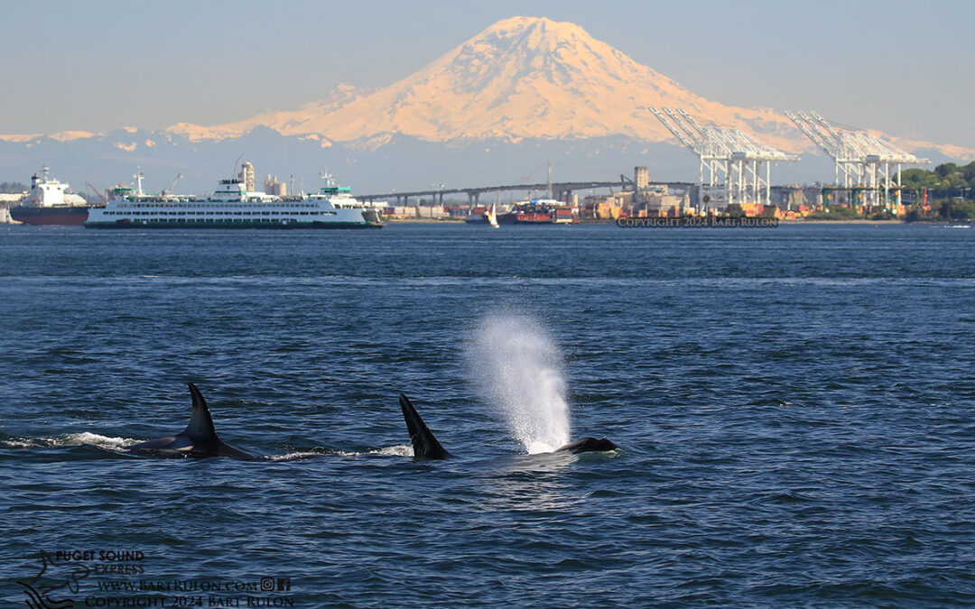 We’re Seeing ALL The Whales!