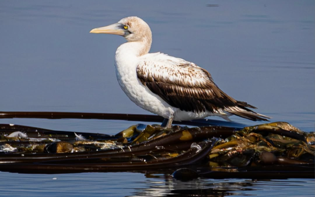 Rare Bird Alert: Nazca Booby!
