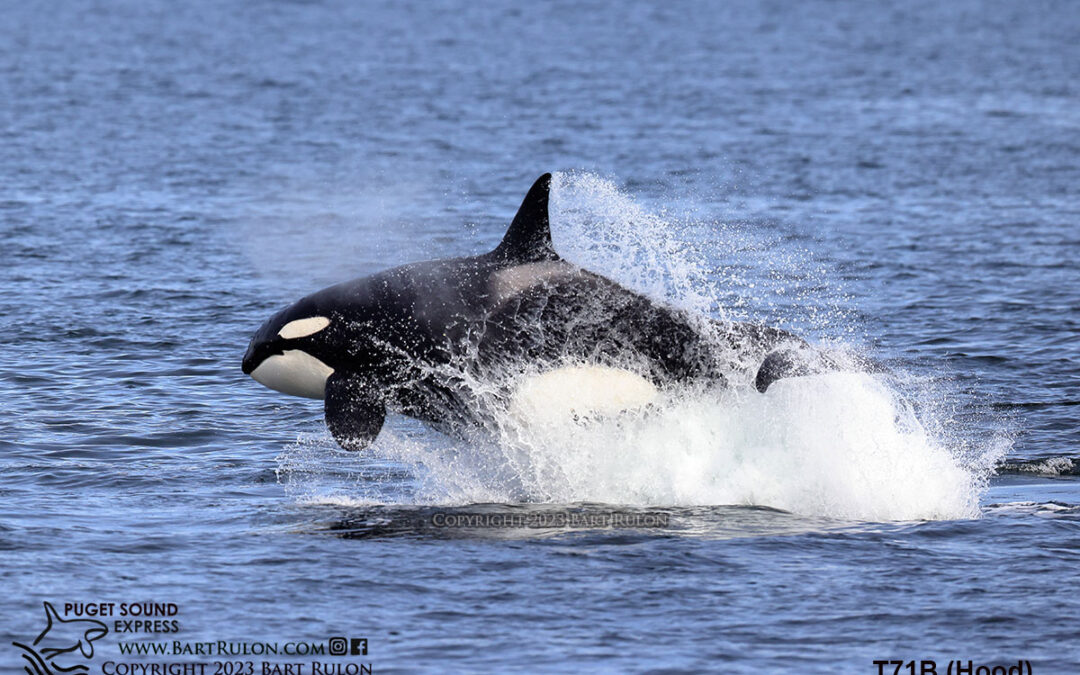 Dramatic Bigg’s Orca Hunt of Sea Lion