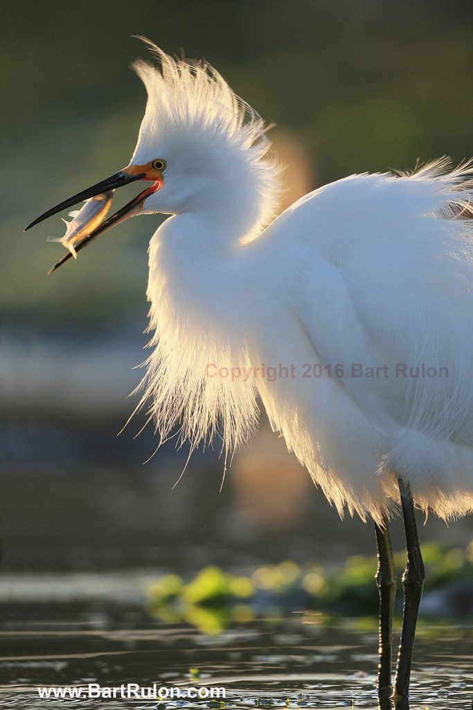 snowy egret photo by bart rulon