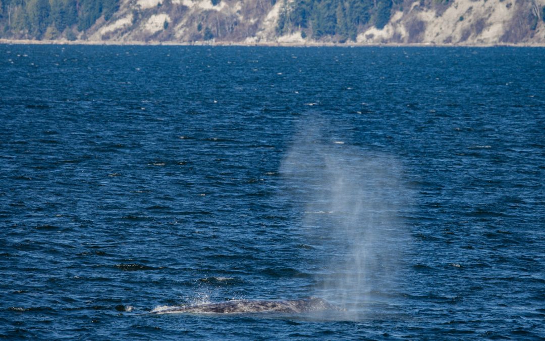 Glorious Gray Whales!