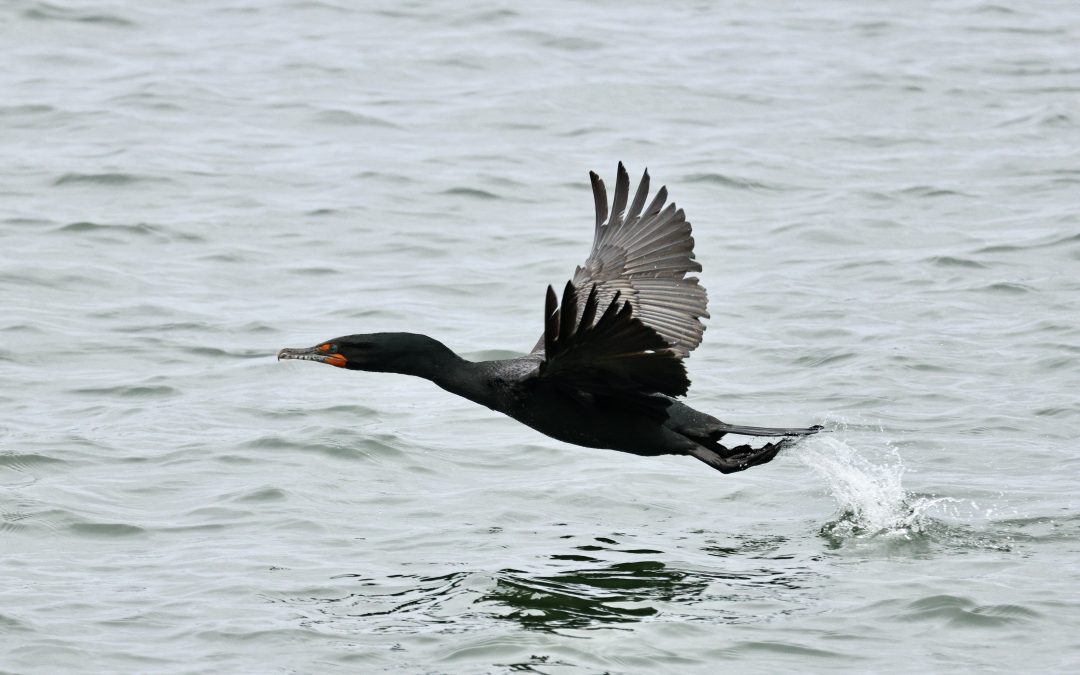 April 2026: 3-Day Birdwatching & Wildlife Cruise Trip Log