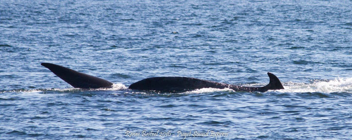 2016-fin-whale-beitzel