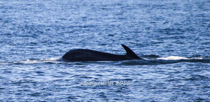 2016-fin-whale-harles