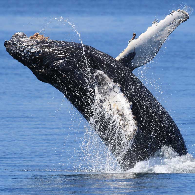 whale watching tours port angeles
