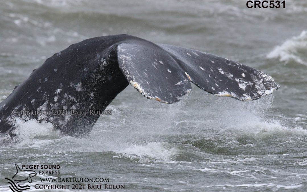 14 Gray Whales Now in the Salish Sea!