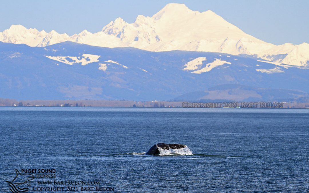 A Great Start to Gray Whale Season