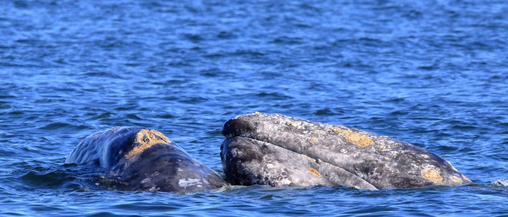 argosy cruises whale watching