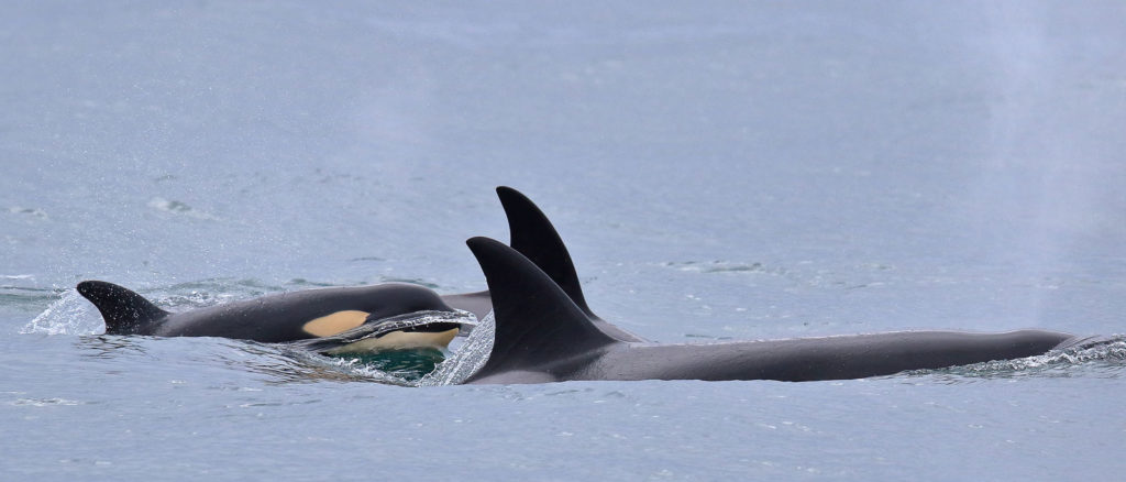 argosy cruises whale watching