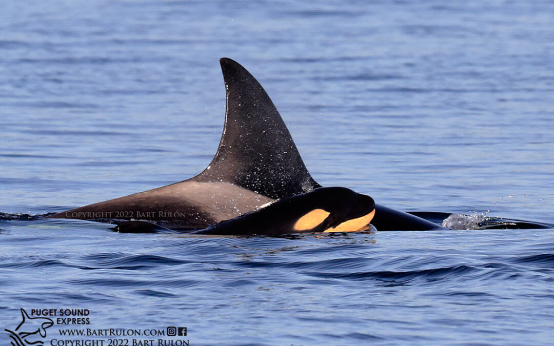 New Orca Calf in T37 Pod!