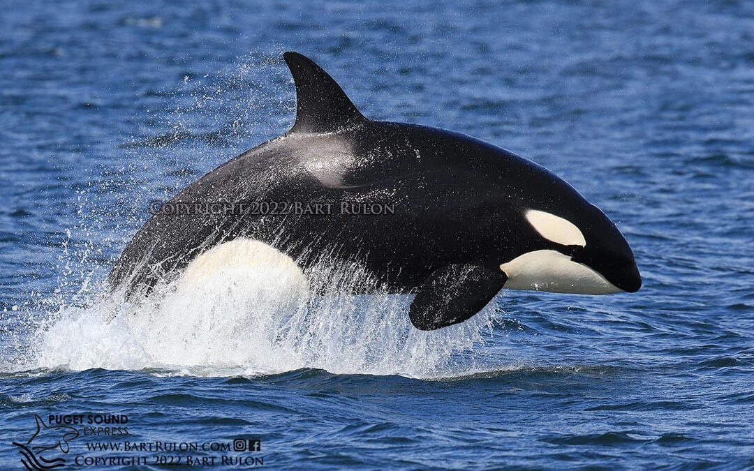 Orcas, Humpbacks, Grays & More Highlight Start of 2022 Season