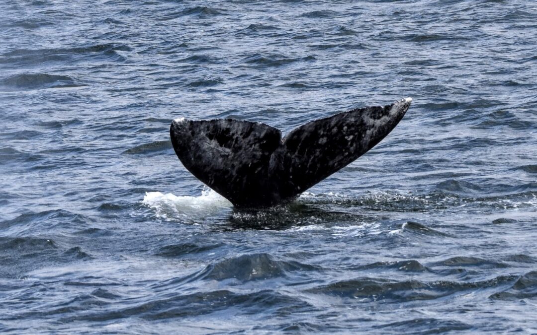2023  Gray Whale Season Featured 15 Sounders