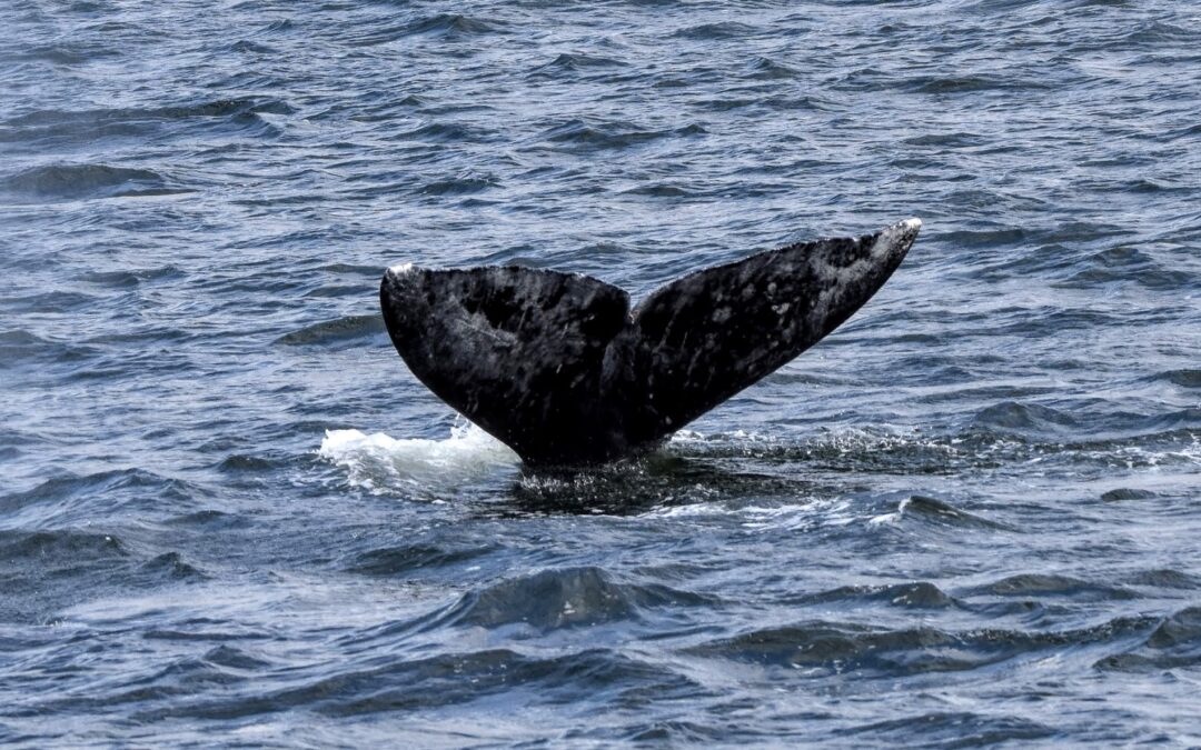 gray whale fluke