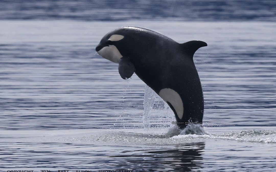 Jumping for joy with the T46Bs!