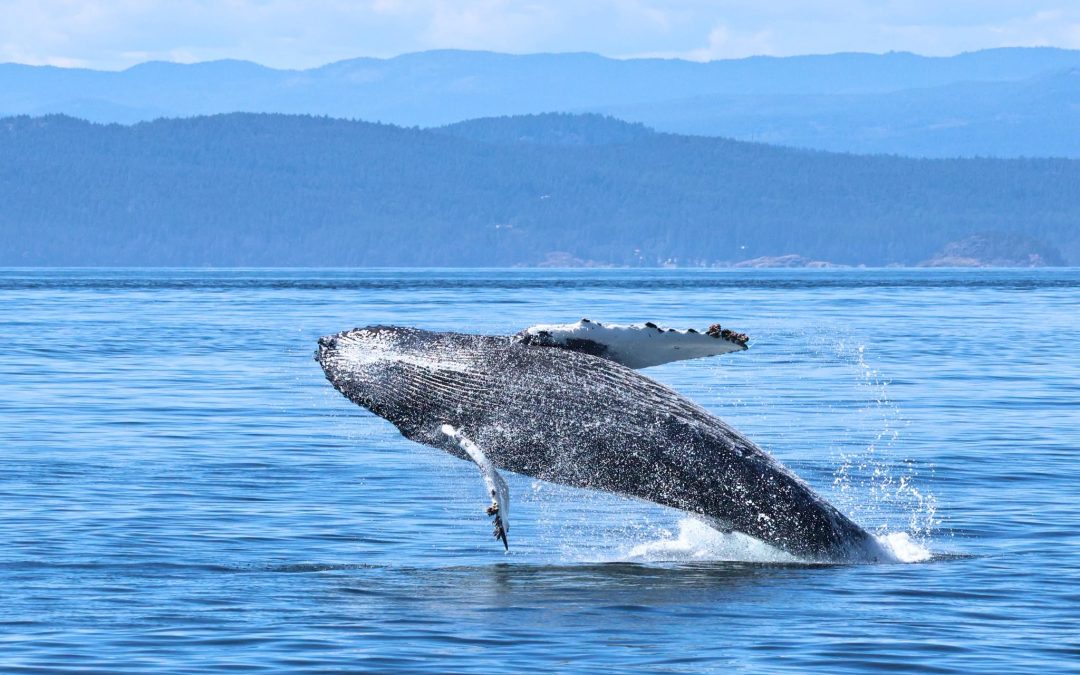 Humpback Season Starts Now!