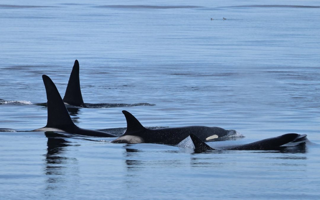 Wild and Wonderful Strait of Juan de Fuca!