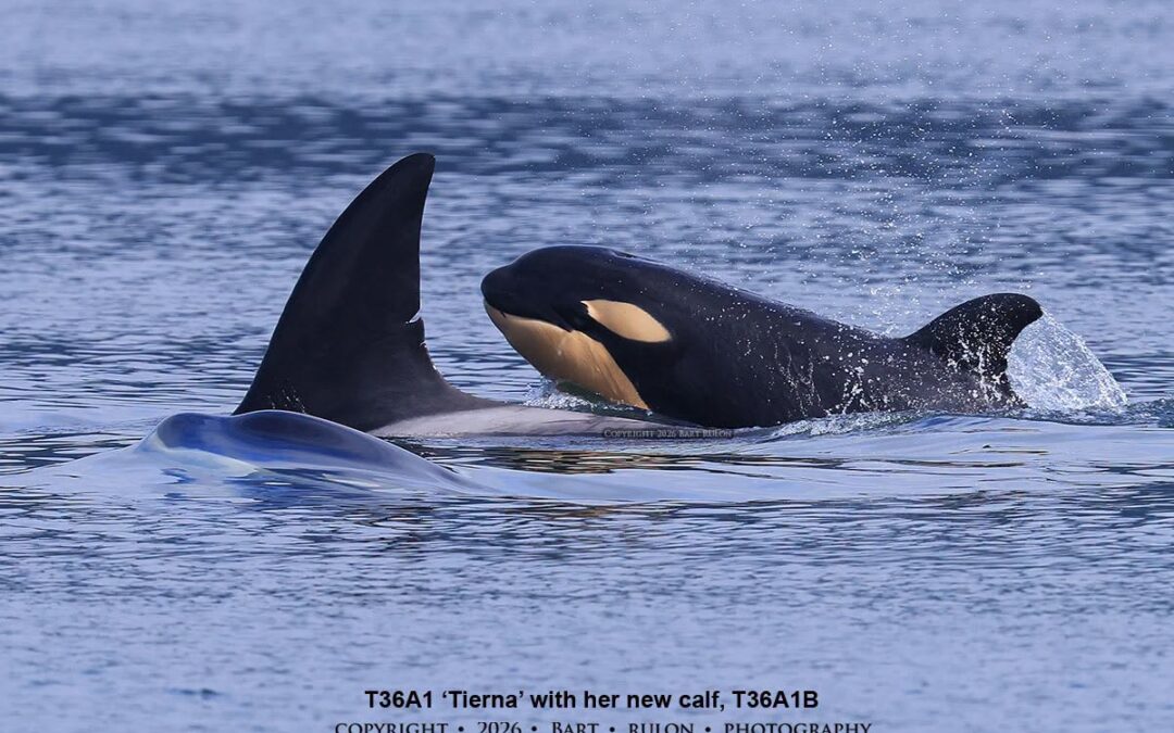 Introducing new calf, T36A1B 🥹