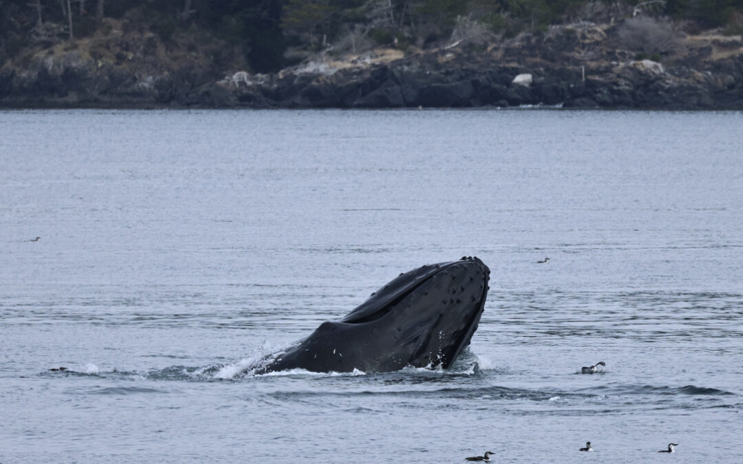 Autumn 2026: 3-Day Wildlife Cruise Trip Log
