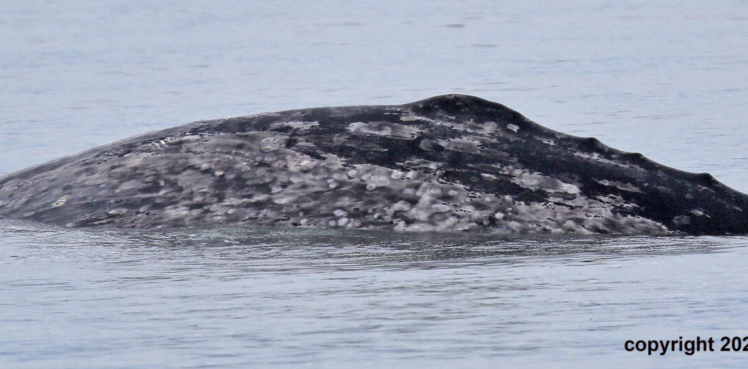 16 Gray Whales for 2021, including a New One