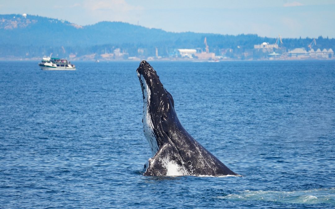 Humpback Whale Summer!