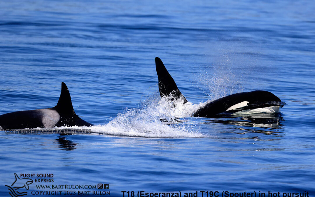 The T18 pod chases a Minke Whale!