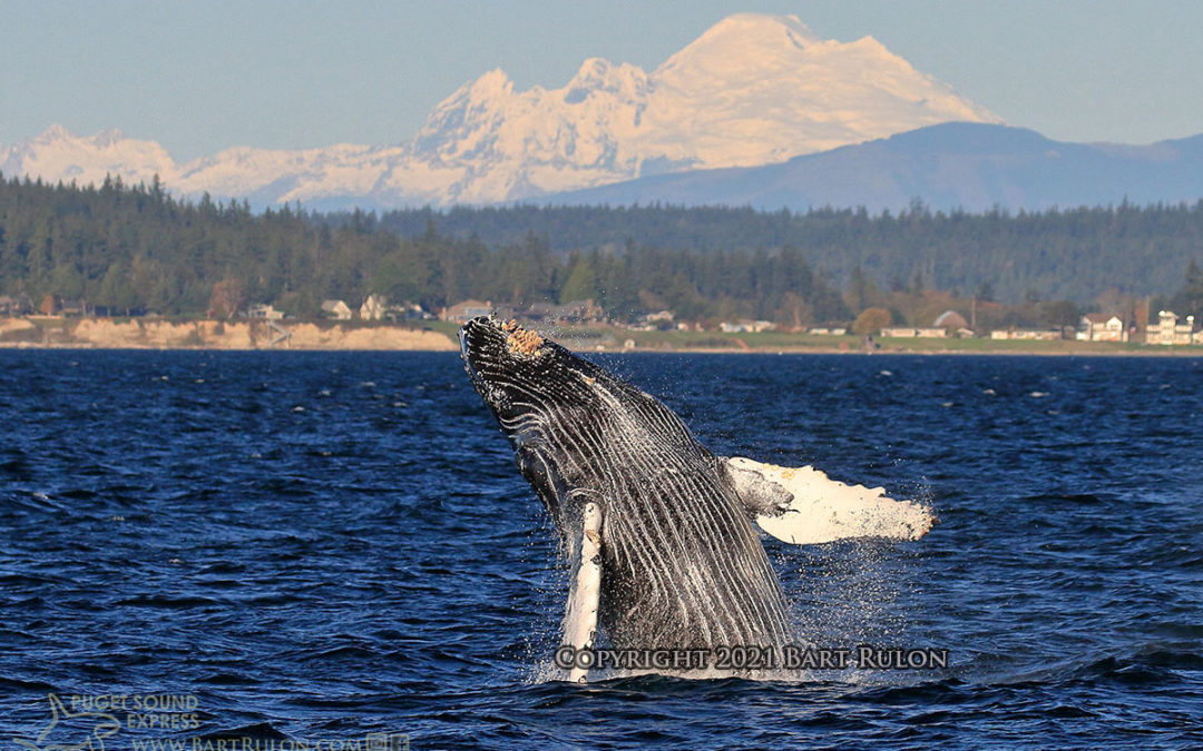 Still Plenty of Whale Sightings this Fall