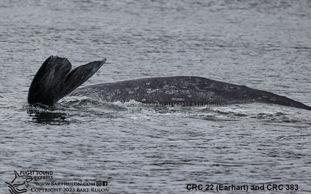 13 Gray Whales Confirmed in our Area