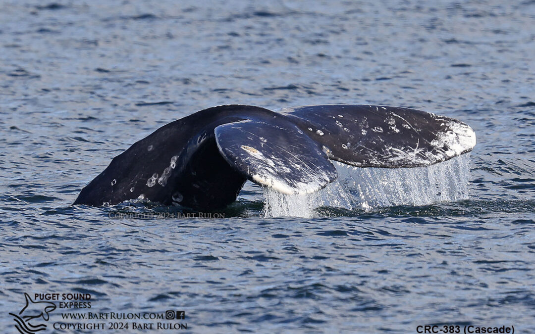 9 Gray Whales Have Returned to Puget Sound!