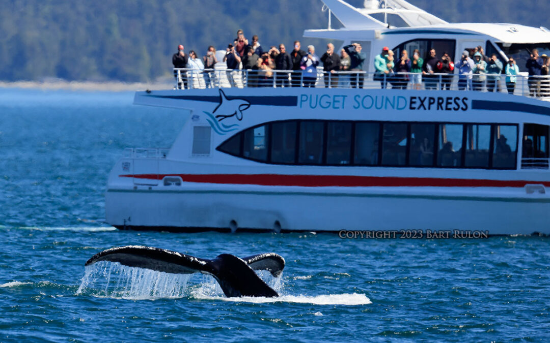 May Whale Watching Update