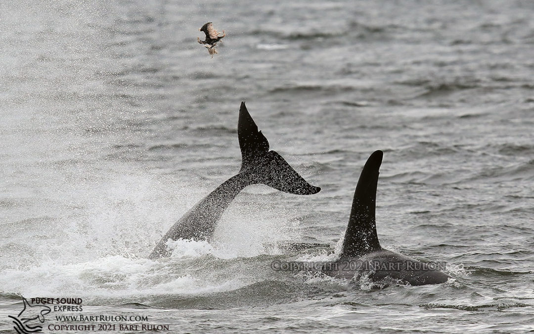 Killer Whales Playing Football with their Food