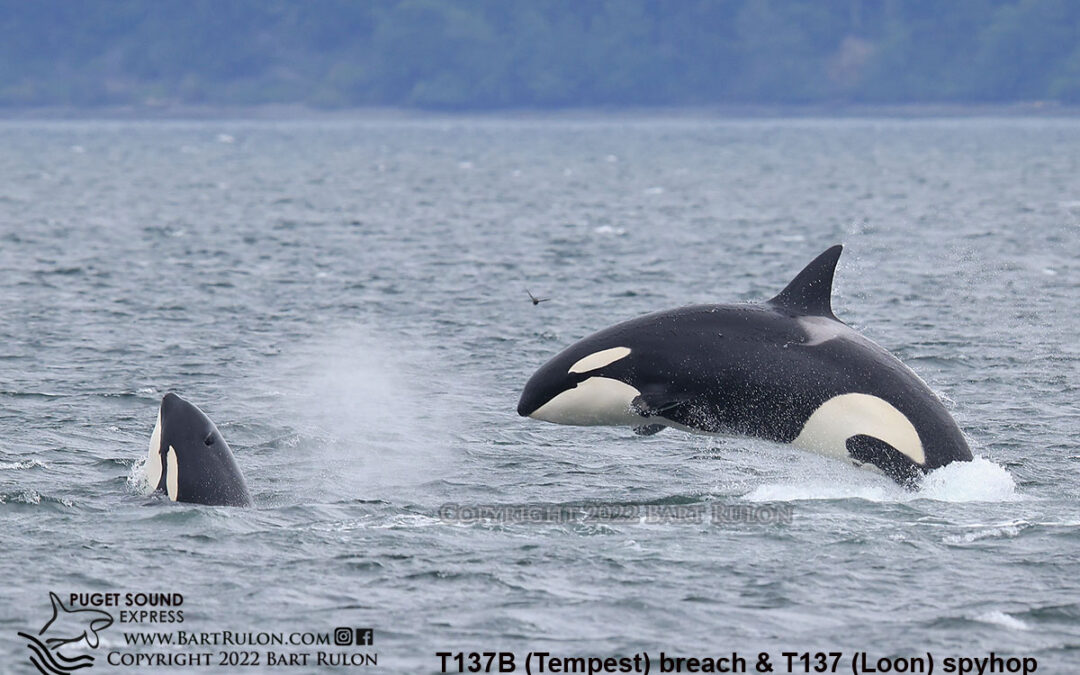 Orca Awareness Month (June) Was Great for Whale Sightings