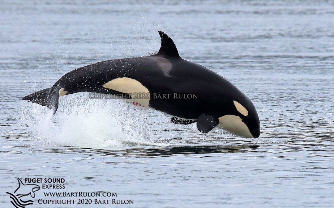 T37A pod Porpoise Hunt