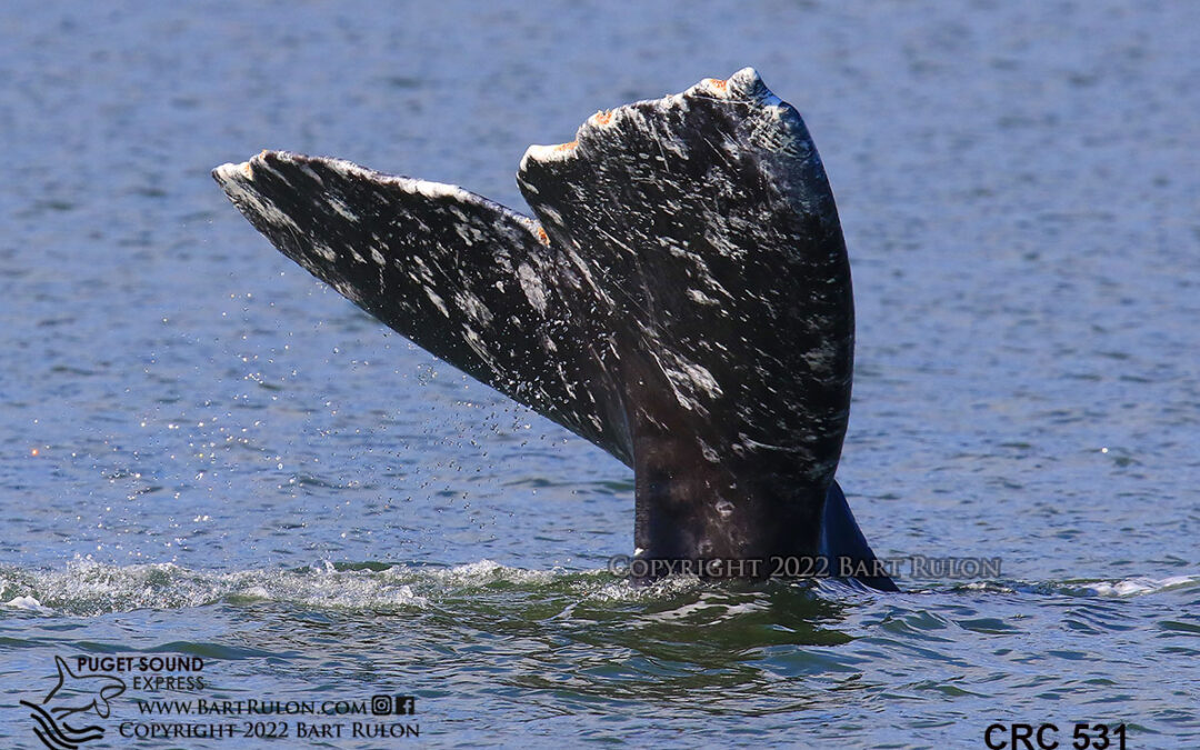 A Gray Whale Filled Opening Weekend