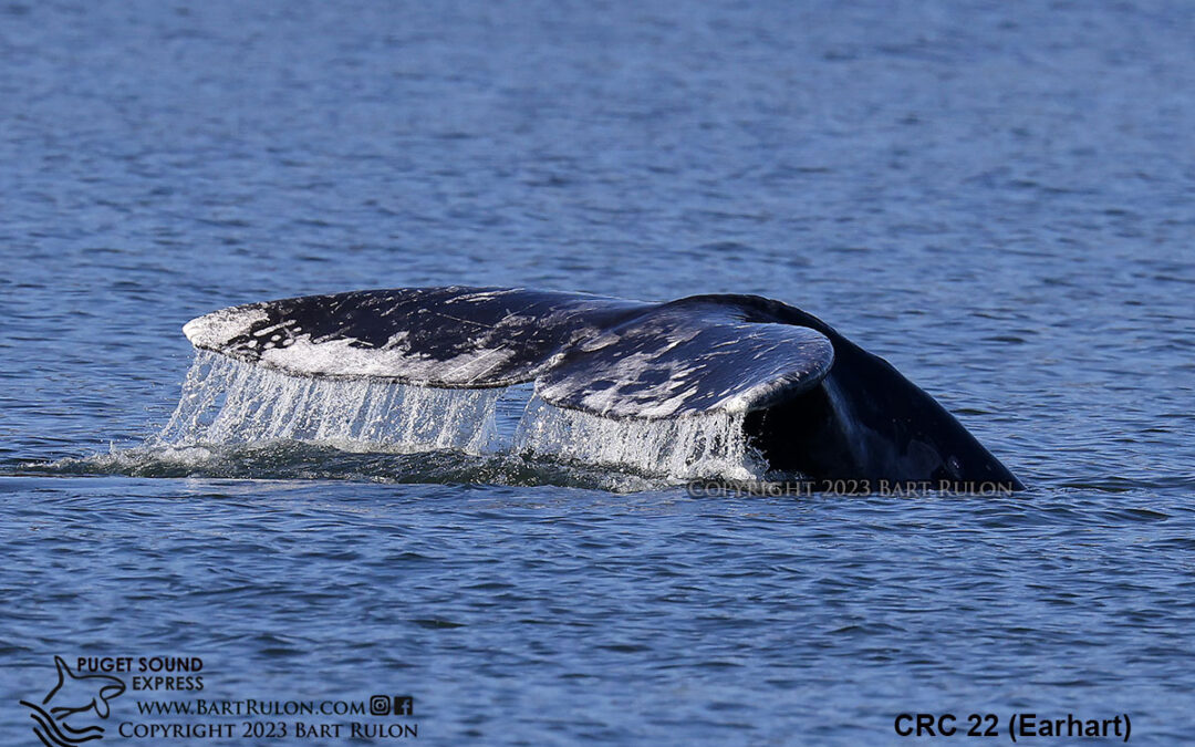 10 Gray Whale “Sounders” Have Returned!