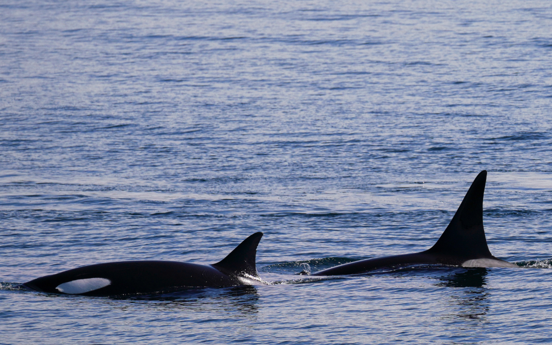 Spotted: T419, T420, and T421