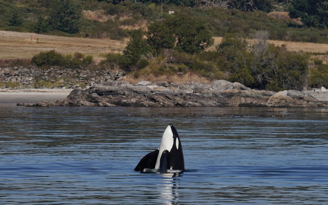 Save 40% on Black Friday!