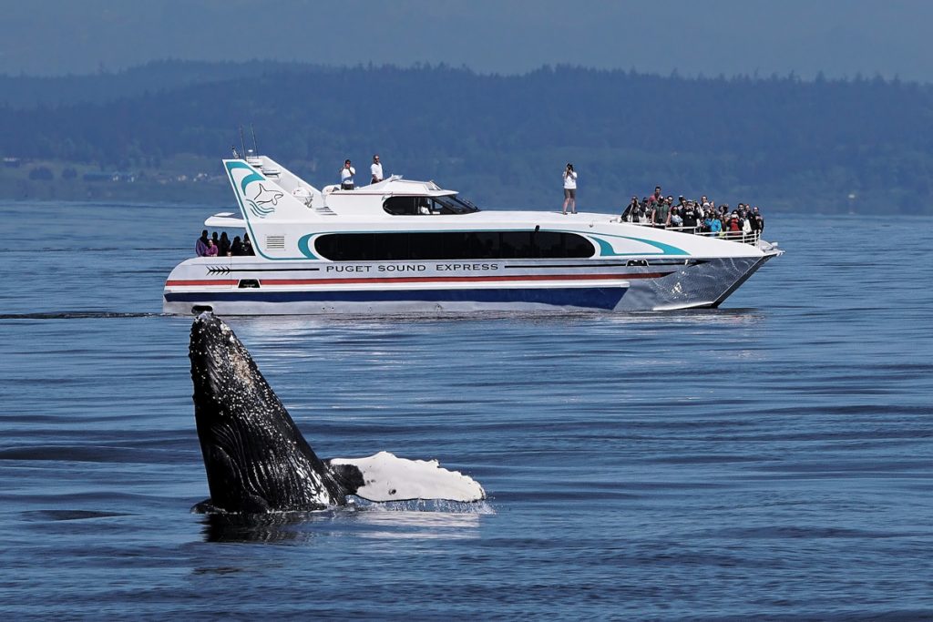 chilkat-humpback-1024x683