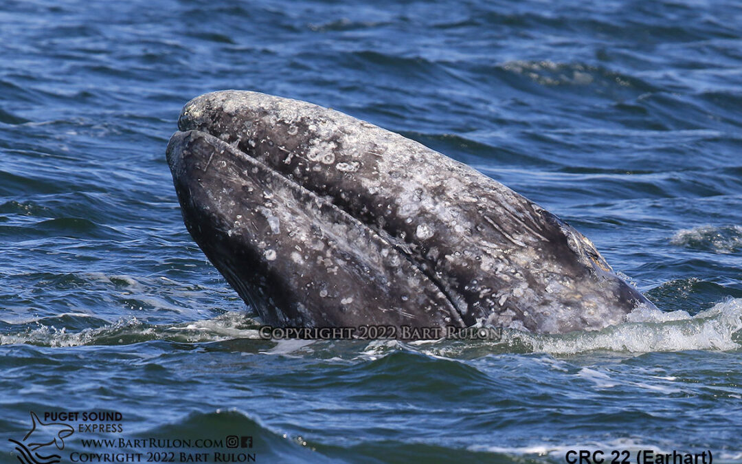 2023 Gray Whale Tours Begin March 3 & March 11