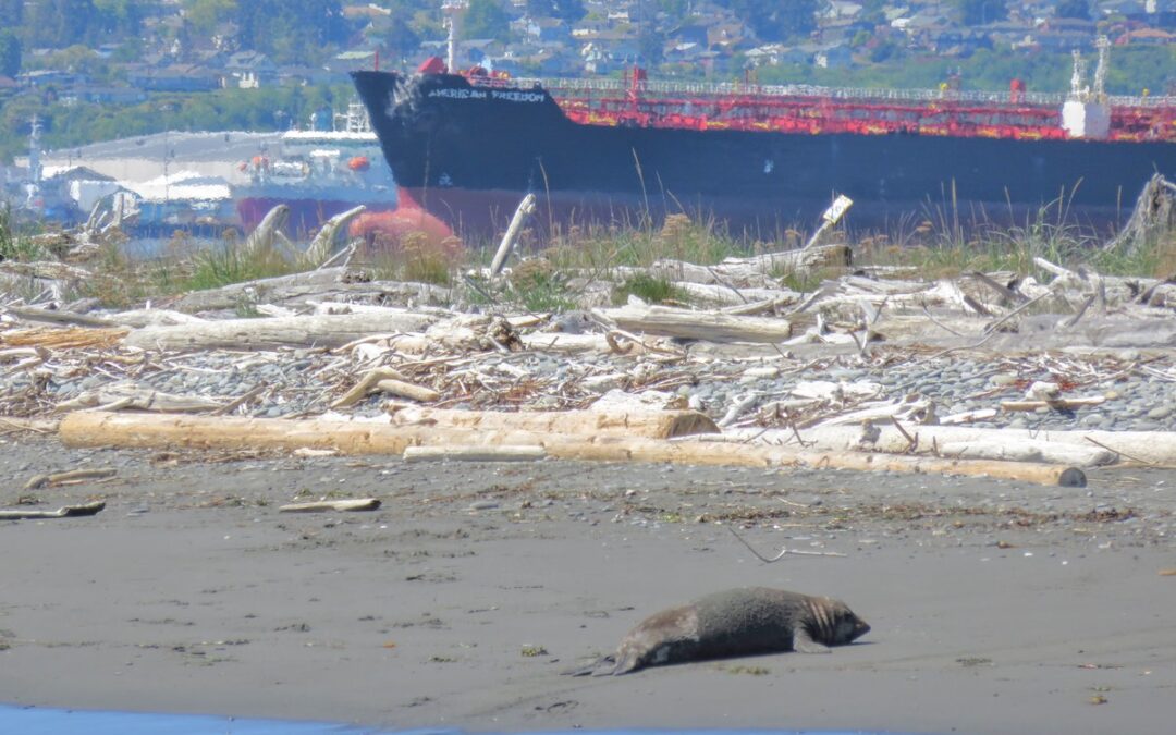 Opening Weekend for 2023 Port Angeles Whale Watching Tours