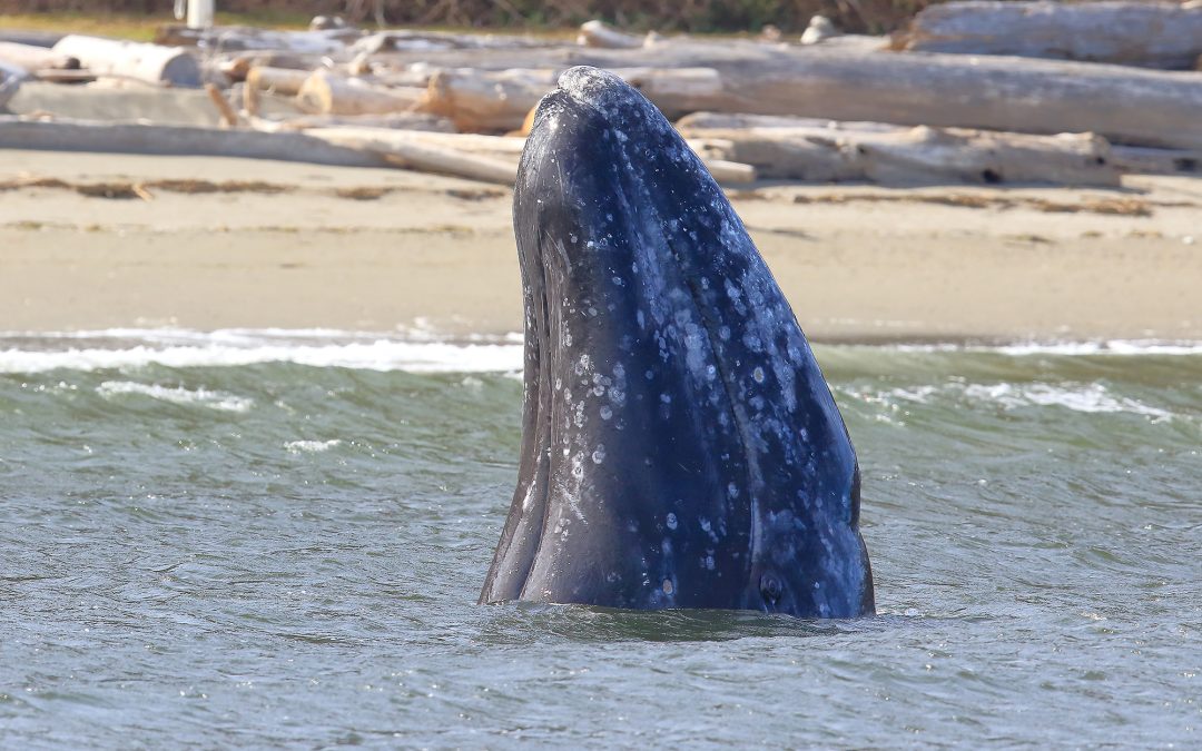 Gray Whale Tours begin February 14!