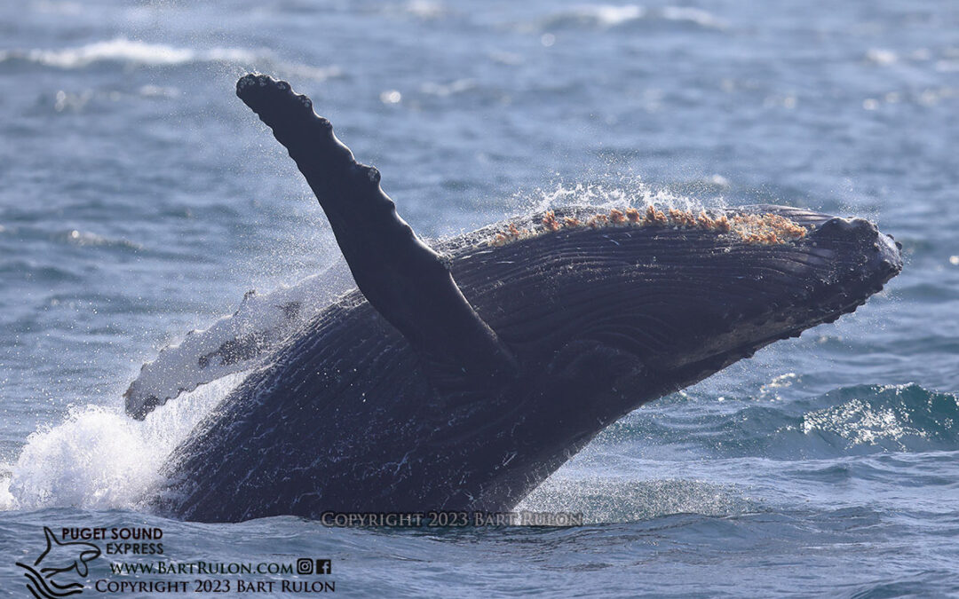 Humpbacks and Orcas Fill the Salish Sea