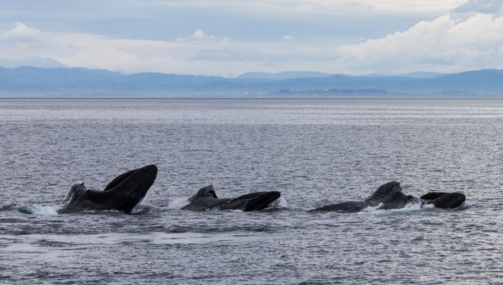 Feeding humpbacks. Photo by Renee Beitzel