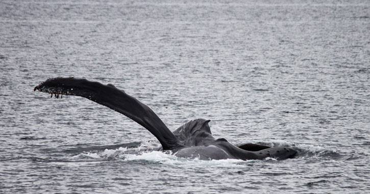 Humpback whales. Photo by Renee Beitzel