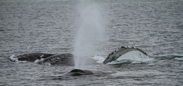Humpback whales. Photo by Janine Harles.