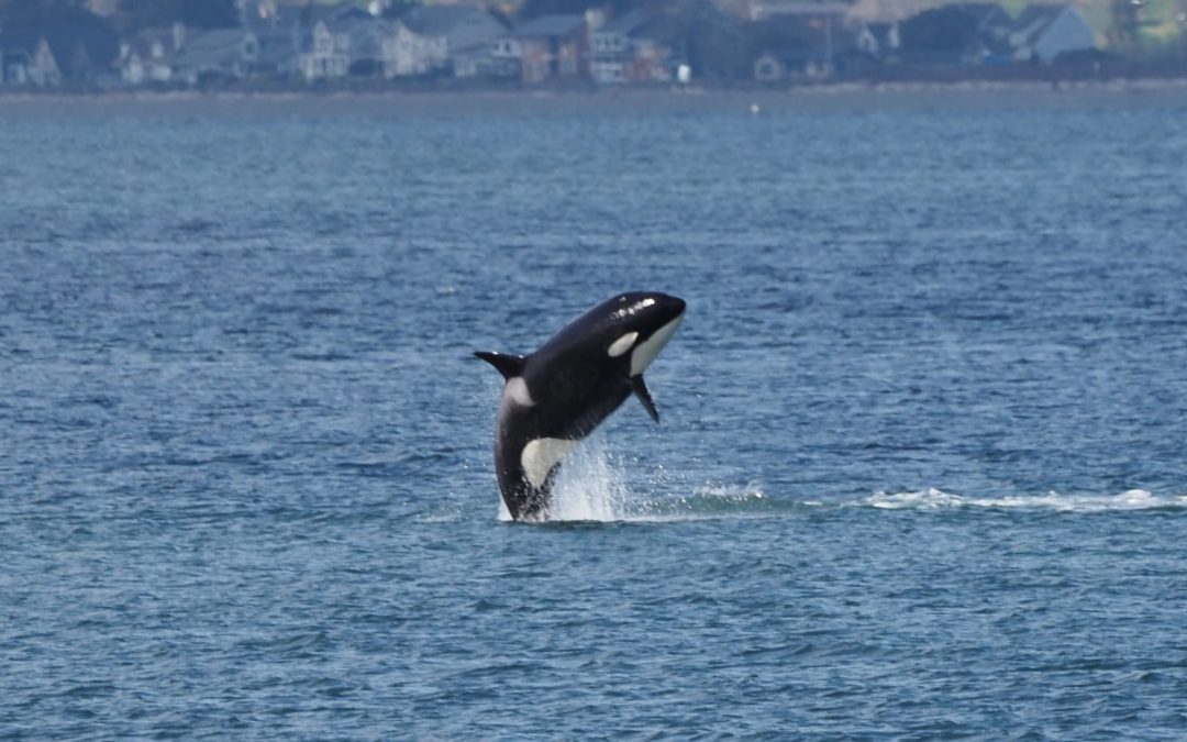 March T-Party (and Sounder Gray Whales 396 and 2362!)